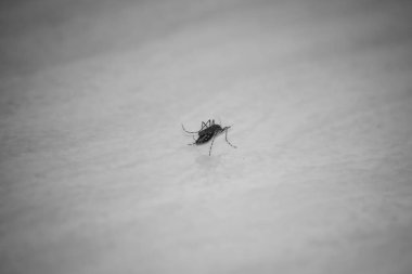 Yerde sivrisinek var..