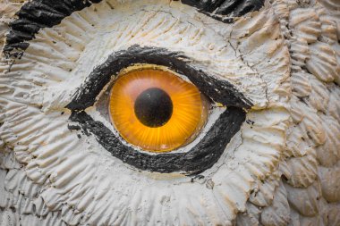 Baykuş gözleri bakıyor.