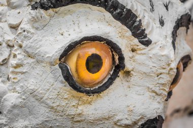 Baykuş gözleri bakıyor.