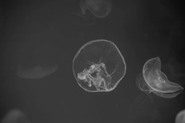 Medusas que jazem debaixo do mar profundo . — Fotografia de Stock