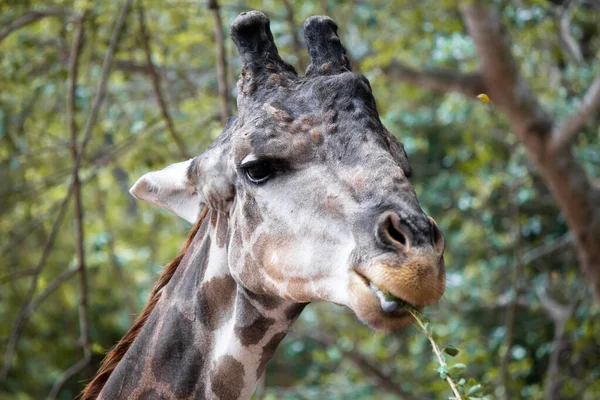 Girafes qui mangent des arbres le jour . — Photo