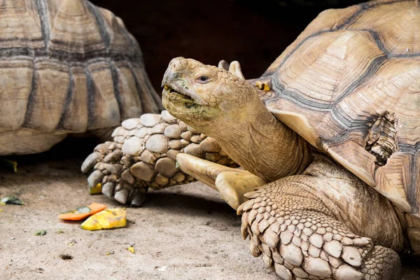 Sulcata tartaruga é da natureza . — Fotografia de Stock