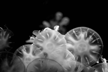 Derin denizin altında yatan denizanaları.