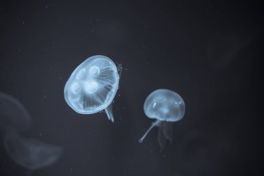 Derin denizin altında yatan denizanaları.