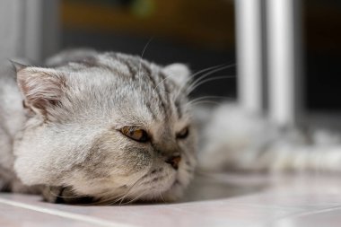 Çok şirin İskoç kedisi..