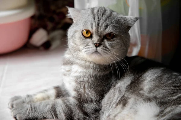 So cute scottish fold cat. — Stock Photo, Image