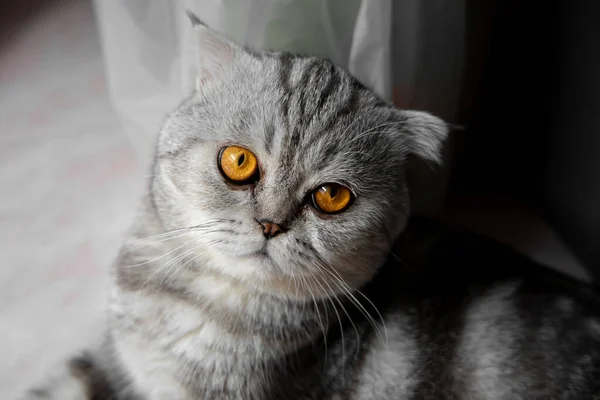 So cute scottish fold cat. — Stockfoto