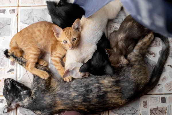 Gatinhos que estão chupando leite . — Fotografia de Stock