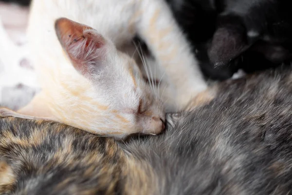 Gatitos que chupan leche . —  Fotos de Stock