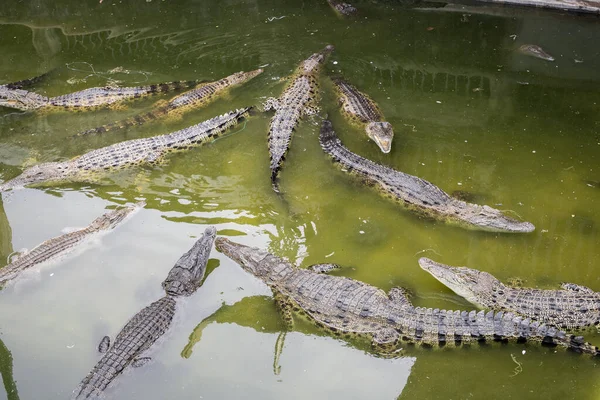 Crocodilo Lago Durante Dia Crocodilo Pântano — Fotografia de Stock