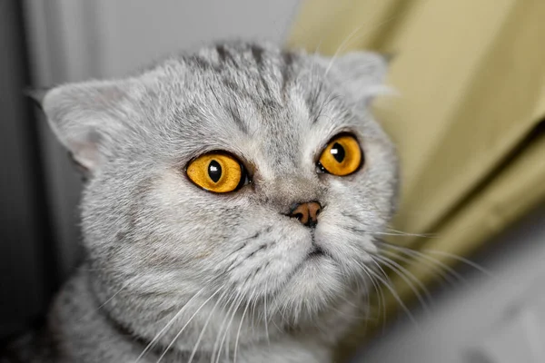 Портрет Шотландский Складной Кот Милый Шотландская Складная Кошка Ищет Cat — стоковое фото