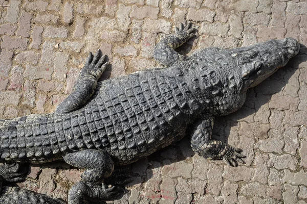 Krokodil Schläft Tagsüber Land Krokodil Auf Bauernhof — Stockfoto