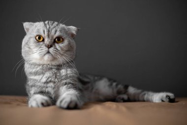 Yatakta İskoç bir kedi var. Yakın plan İskoç kedisi çok şirin. Yatak odasında çok tatlı bir kedi.