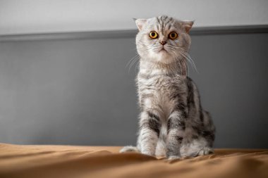 Yatakta İskoç bir kedi var. Yakın plan İskoç kedisi çok şirin. Yatak odasında çok tatlı bir kedi.