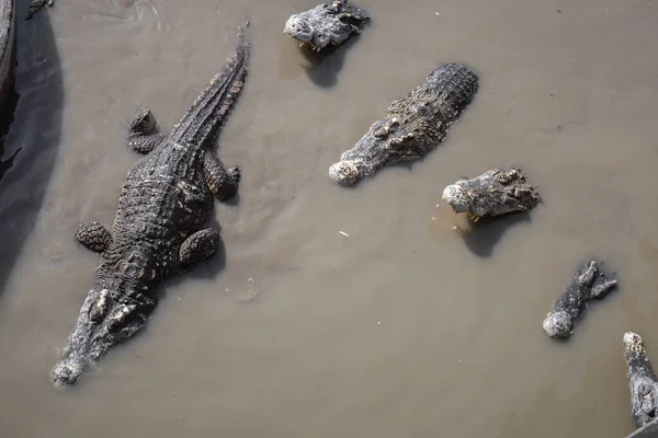 Crocodilo Lago Durante Dia Crocodilo Pântano — Fotografia de Stock