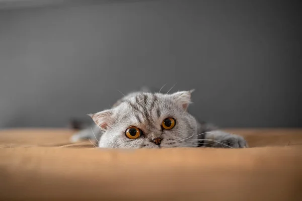 Playful scottish fold cat on the bed. Closeup scottish fold cat is so cute. So cute cat in the bedroom.
