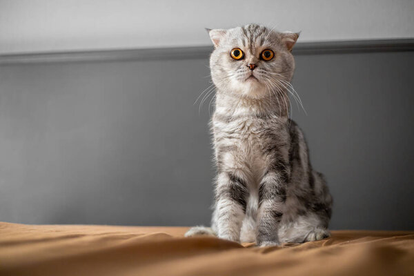 Playful scottish fold cat on the bed. Closeup scottish fold cat is so cute. So cute cat in the bedroom.