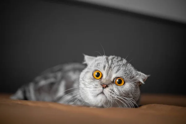 Játékos Skót Összecsukható Macska Ágyon Szekrény Skót Hajtogatós Macska Annyira — Stock Fotó