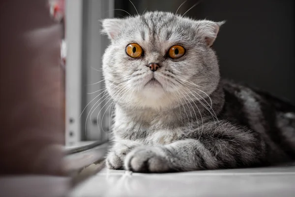 장난스럽게 바닥에 고양이 클로즈업을 좋아하는 고양이는 귀엽습니다 귀요미 — 스톡 사진
