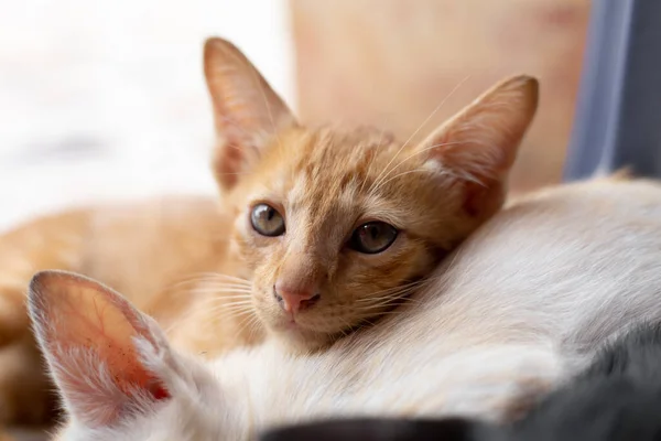 Los Gatitos Que Están Chupando Leche Madre Gato —  Fotos de Stock