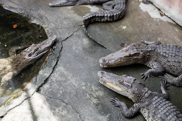 Crocodilo Dormindo Terra Durante Dia Crocodilo Fazenda — Fotografia de Stock