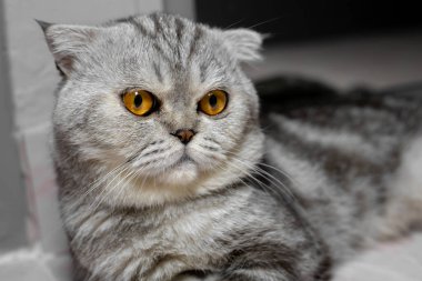 İskoç katlı kedi portresi çok şirin. İskoç kedisi bakıyor. Yerde oturan kedi..