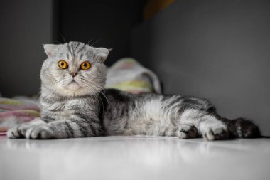 Oyuncu İskoç kedisi yerde. Yakın plan İskoç kedisi çok şirin. Odada çok tatlı bir kedi var..