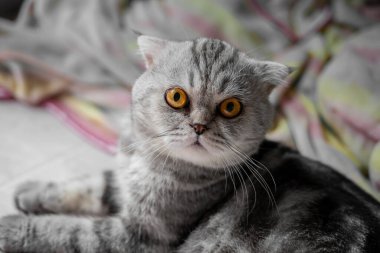 Oyuncu İskoç kedisi yerde. Yakın plan İskoç kedisi çok şirin. Odada çok tatlı bir kedi var..