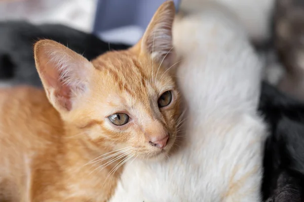 Los Gatitos Que Están Chupando Leche Madre Gato —  Fotos de Stock