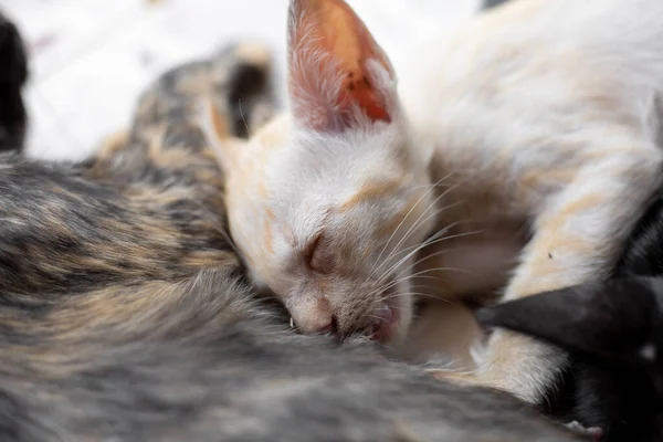 Los Gatitos Que Están Chupando Leche Madre Gato —  Fotos de Stock