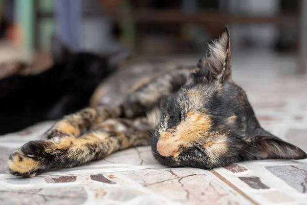 Tan Lindo Tailandés Gato Durmiendo Suelo —  Fotos de Stock