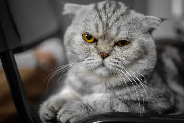 Playful Scottish Fold Cat Floor Closeup Scottish Fold Cat Cute — Stock Photo, Image