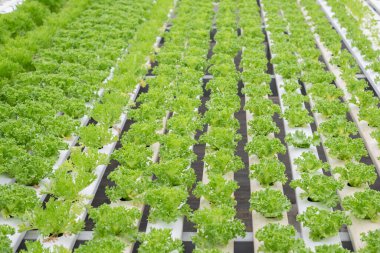 Piyasaya ihraç etmek için serada yetiştirilen marul çiftliğinin hidrofoniği. Çiftliğin içi hidroponik. Hidroponikte sebze çiftliği.
