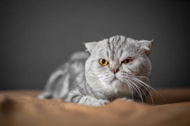 Yatakta İskoç bir kedi var. Yakın plan İskoç kedisi çok şirin. Yatak odasında çok tatlı bir kedi.