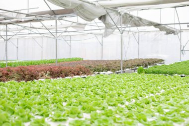 Piyasaya ihraç etmek için serada yetiştirilen marul çiftliğinin hidrofoniği. Çiftliğin içi hidroponik. Hidroponikte sebze çiftliği.
