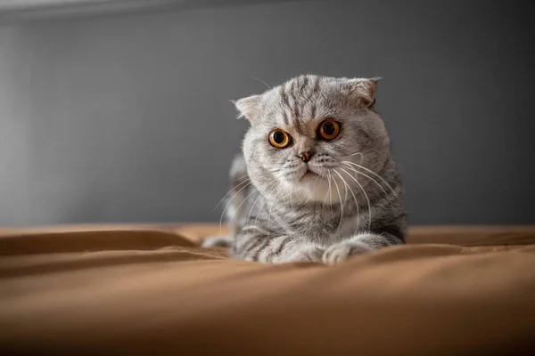 Yatakta İskoç bir kedi var. Yakın plan İskoç kedisi çok şirin. Yatak odasında çok tatlı bir kedi.