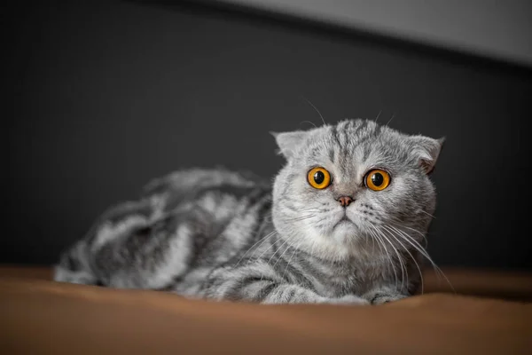 Playful Scottish Fold Cat Bed Closeup Scottish Fold Cat Cute — Stock Photo, Image