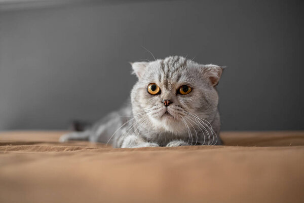 Playful scottish fold cat on the bed. Closeup scottish fold cat is so cute. So cute cat in the bedroom.