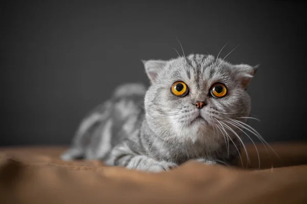 Playful Scottish Fold Cat Bed Closeup Scottish Fold Cat Cute — Stock Photo, Image