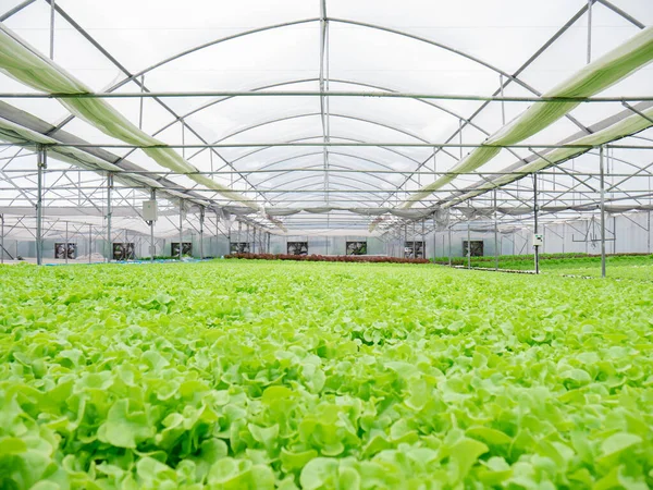 Hydroponic Lettuce Farm Growing Greenhouse Export Market Interior Farm Hydroponics — Stock Photo, Image