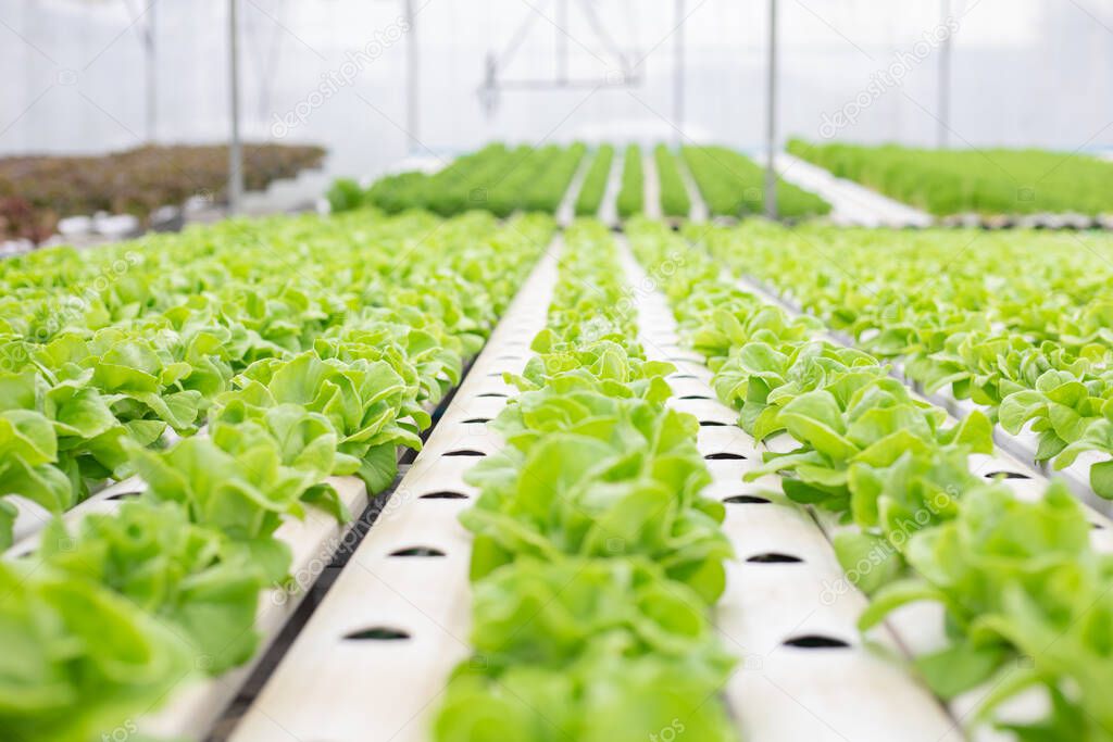 Hydroponic of lettuce farm growing in greenhouse for export to the market. Interior of the farm hydroponics. Vegetables farm in hydroponics.