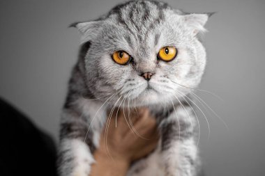 İskoç katlı kedi portresi çok şirin. İskoç kedisi bakıyor. Elinde taşıdığı çok tatlı bir kedi..