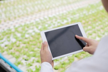 İşadamı, çiftlikteki organik sebzelerin kaliteli raporlarını tabletle inceleyip kaydediyor. Çiftlikteki sebzeleri kontrol ediyor. Çiftçiler sebzenin kalitesini kontrol etmek için tablet kullanırlar.