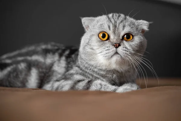 Verspielte Schottische Klappkatze Auf Dem Bett Großaufnahme Schottische Faltkatze Ist — Stockfoto