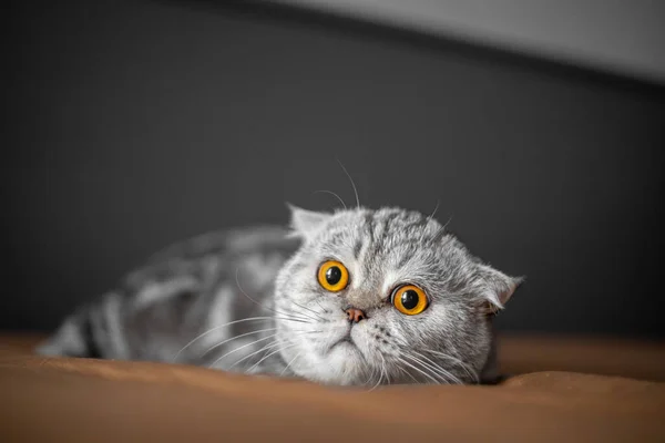 Playful scottish fold cat on the bed. Closeup scottish fold cat is so cute. So cute cat in the bedroom.