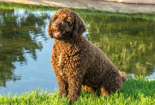 Kahverengi İspanyol Su Köpeği yeşil çimlerin üzerinde — Stok fotoğraf