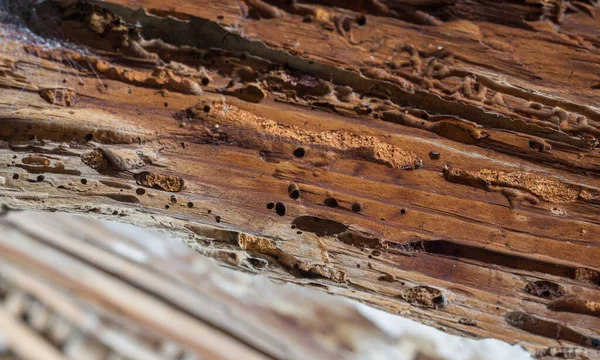 Старий дерев'яний брус, уражений лісовим черв'яком. Види личинок, що їдять деревину — стокове фото