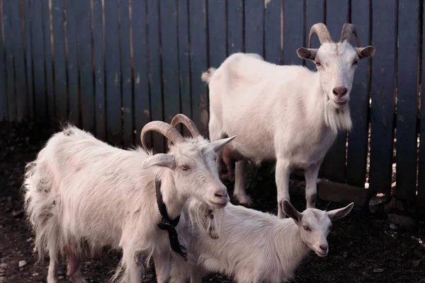 Goats Summer Village Nature — Stock Photo, Image