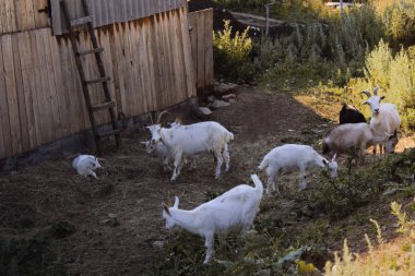 Keçiler, yaz, köy, merdiven