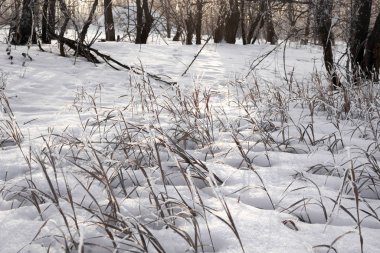 Kurumuş çiçek ve çimenler güneşin arka planına kar serpiştirilmiş kışın sıcak gölgelerde.